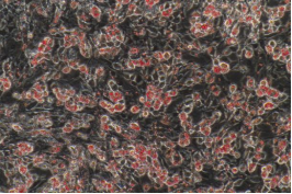 1716963047083037368.png 圖片.png